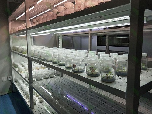 天安乡植物组织培养实验室设计建设方案